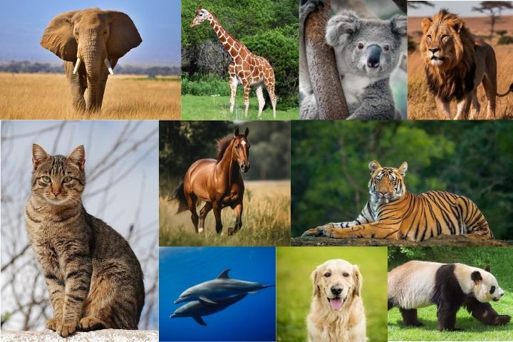 Top 10 Most Popular Animals