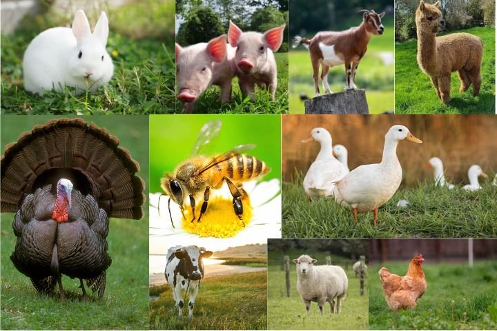 Top 10 Most Profitable Farm Animals