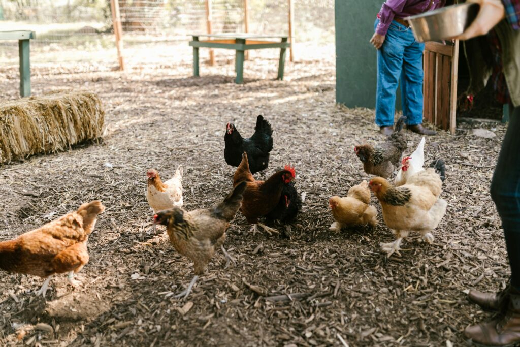 Japan bird flu outbreak