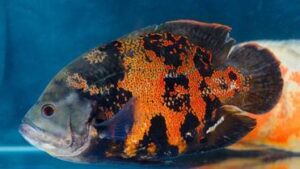 Top 10 Predator Fish for Aquarium