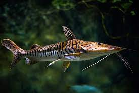  Top 10 Predator Fish for Aquarium