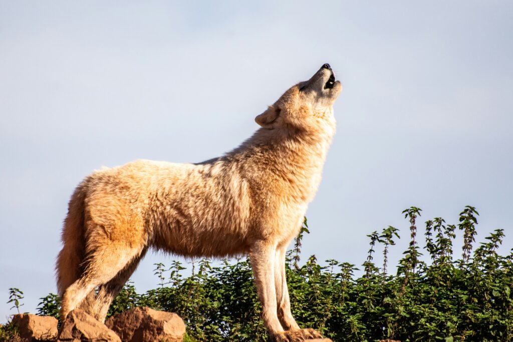 Hunter Shoots Wolf by Mistake in Stubaital, Investigation Ongoing