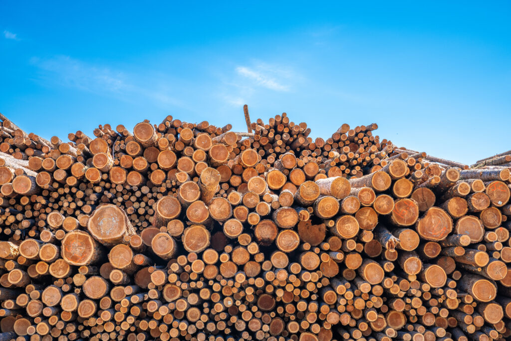 Trump’s Logging Plan Faces Legal and Environmental Backlash