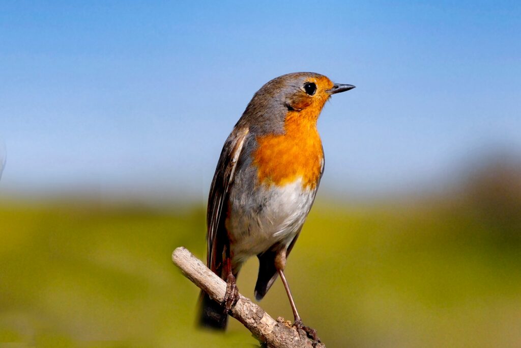 How Age and Migration Influence the Evolution of Birdsong