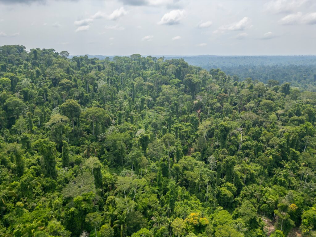 Road Construction for Climate Summit Destroys Amazon Forest