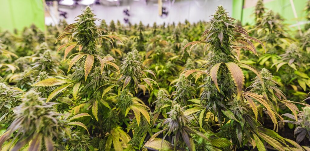 Bavaria Approves First Cannabis Social Clubs – State Sticks to Tough Stance
