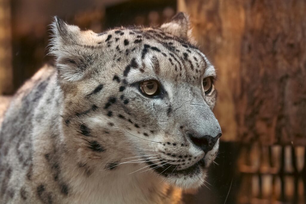 AI Text Alerts Could Help Save Snow Leopards
