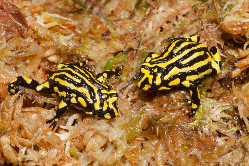 Scientists Map Genome of Endangered Corroboree Frog to Support Its Survival
