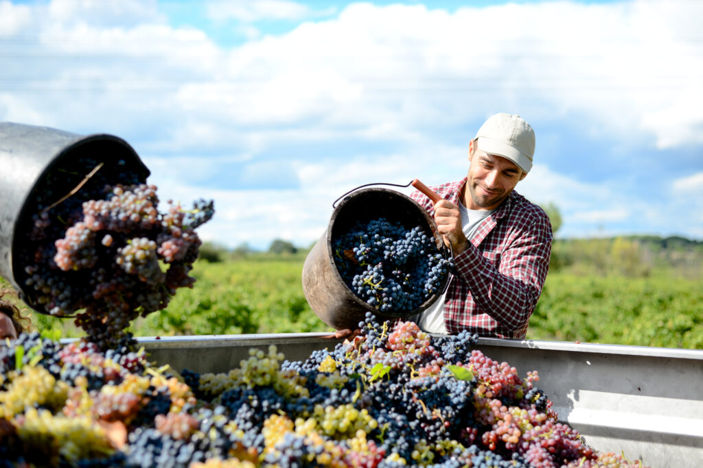 Wine in the Crossfire: French and American Producers Face Off Over Tariffs